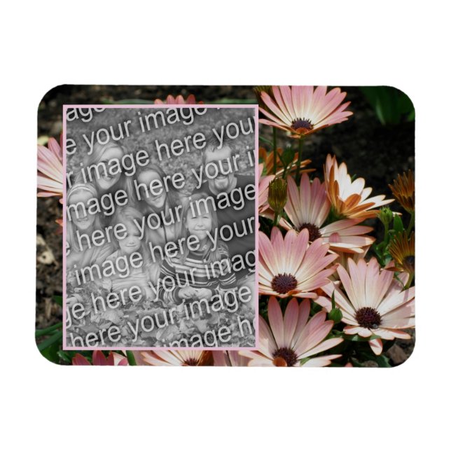 Erstellen Sie Ihr eigenes rosa African Daisy Blume Magnet (Horizontal)