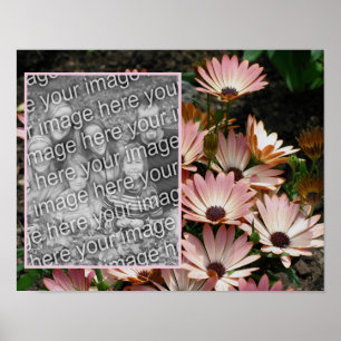 Erstellen Sie Ihr eigenes rosa African Daisy Blume Poster