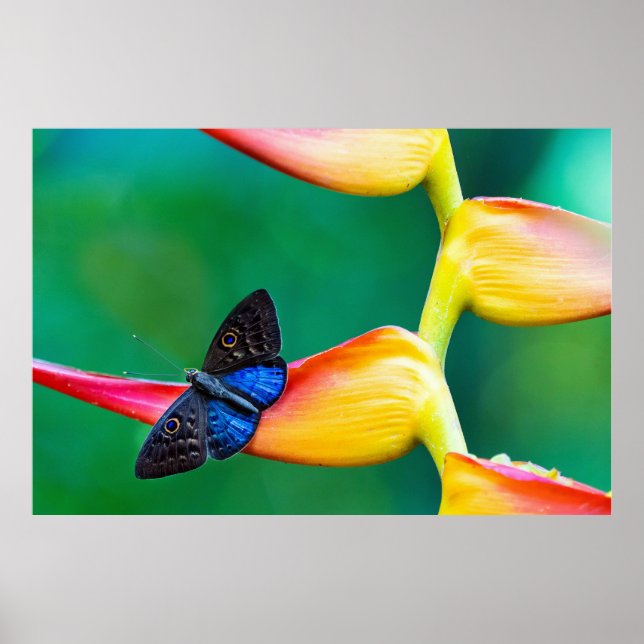 Erstellen Sie Ihre eigene Personalisierte, benutze Poster (Vorne)