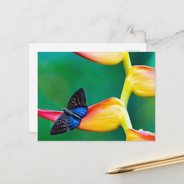 Erstellen Sie Ihre eigene Personalisierte, benutze Postkarte (Vorderseite/Rückseite Beispiel)