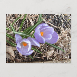 Erster Crocus! -Postkarte Postkarte