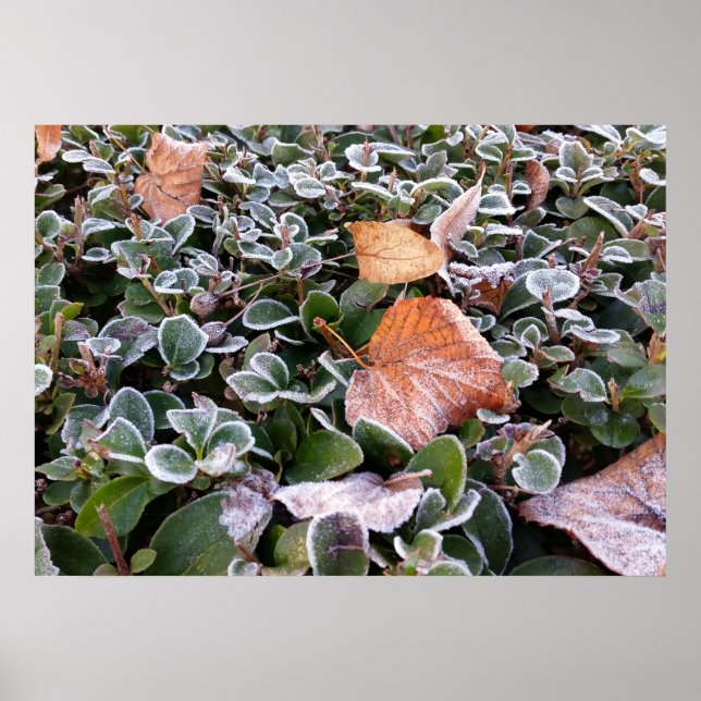 erster Frost Poster (Vorne)