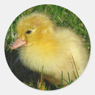 Erster Jahrtausend Runder Aufkleber