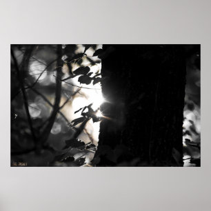 Erstes Licht Bokeh im Waldposter Poster
