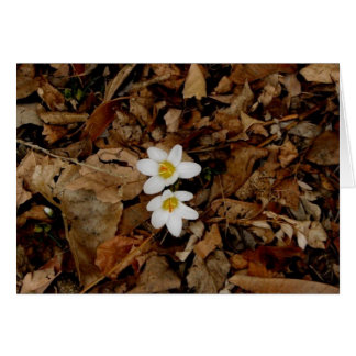 erstes Zeichen des Frühlings