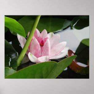 Erwachen von Fotografie Poster