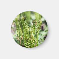 Erwachender junger Farn im Garten 
