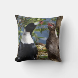 Erwachsene Elster mit Jugendlichem Kissen