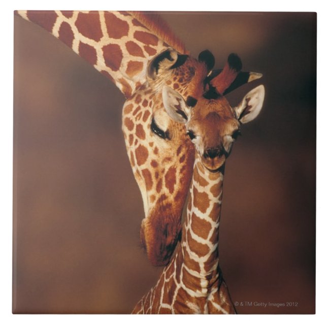 Erwachsene Giraffe mit Kalb (Giraffa Fliese (Vorderseite)