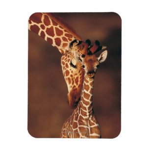 Erwachsene Giraffe mit Kalb (Giraffa Magnet