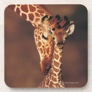 Erwachsene Giraffe mit Kalb (Giraffa Untersetzer