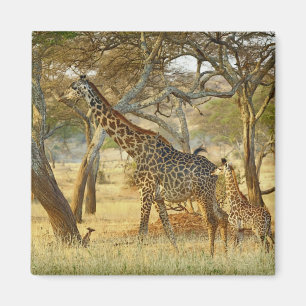 Erwachsene Giraffenkuh und Jungtier, Giraffa Magnet