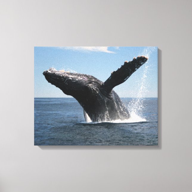Erwachsene Humpback Whale Breaching Leinwanddruck (Vorderseite)