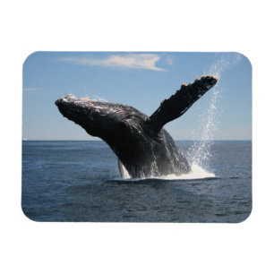 Erwachsene Humpback Whale Breaching Magnet