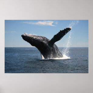 Erwachsene Humpback Whale Breaching Poster