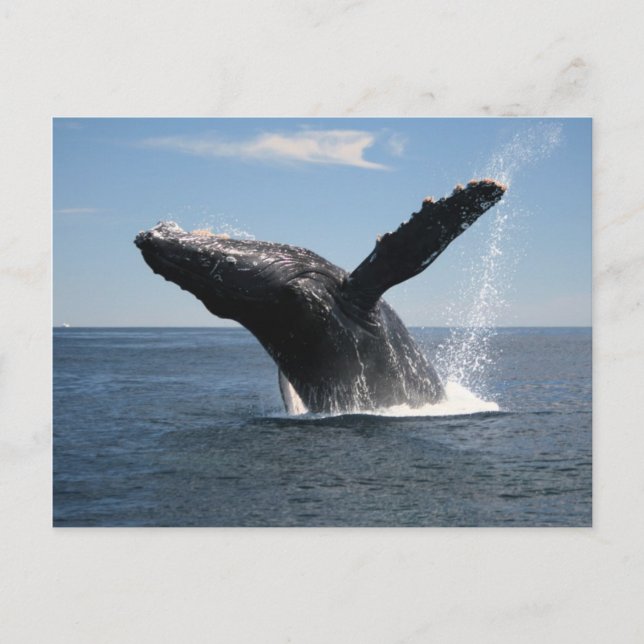 Erwachsene Humpback Whale Breaching Postkarte (Vorderseite)
