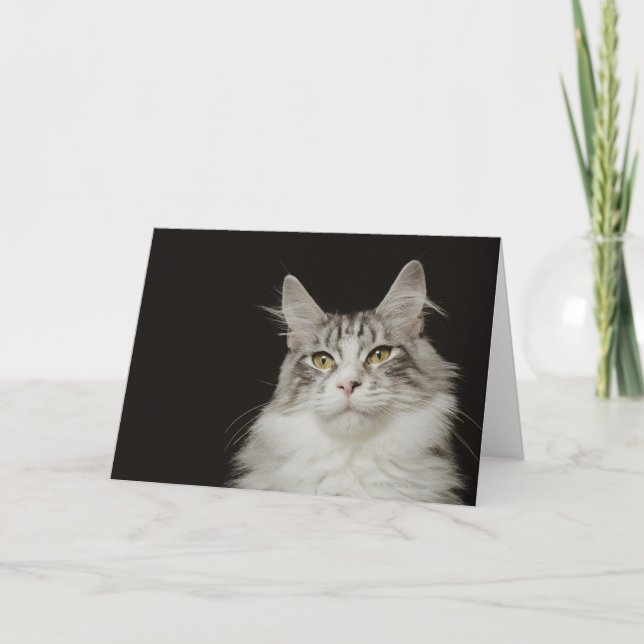 Erwachsene Maine-Waschbär-Katze Karte (Vorderseite)