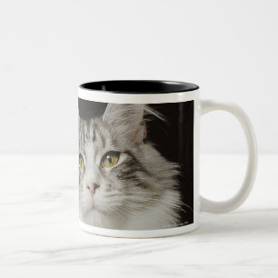 Erwachsene Maine-Waschbär-Katze Zweifarbige Tasse