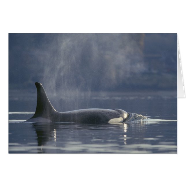 Erwachsene Orca Whale Orcinus Orca), Puget (Vorderseite (Horizontal))