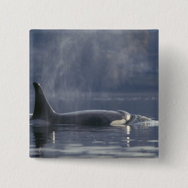 Erwachsene Orca Whale Orcinus Orca), Puget Button (Vorderseite)