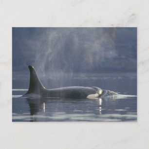 Erwachsene Orca Whale Orcinus Orca), Puget Postkarte