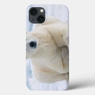 Erwachsene polare betreffen das SommerPackeis Case-Mate iPhone Hülle