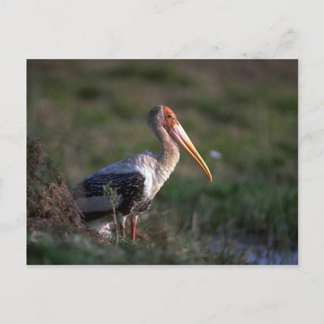 Erwachsenenmalter Storch Postkarte (Vorderseite)