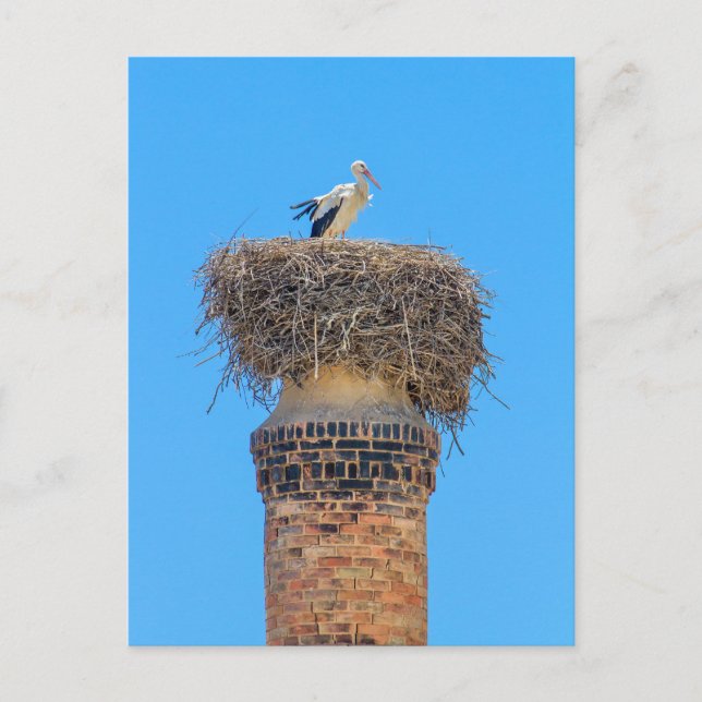 Erwachsenensturm in Nest auf Schornstein.JPG Postkarte (Vorderseite)
