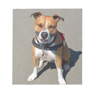 Erwachsener American Staffordshire Terrier Hund Notizblock