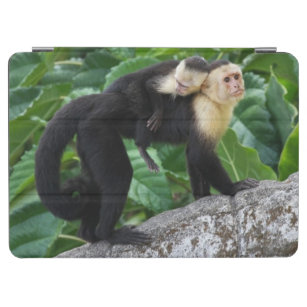Erwachsener Capuchin-Affe-tragendes Baby auf iPad Air Hülle