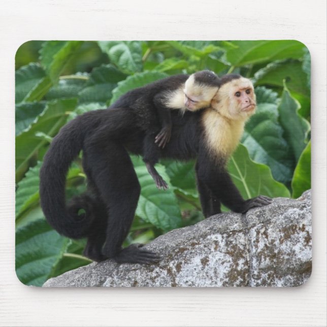 Erwachsener Capuchin-Affe-tragendes Baby auf Mousepad (Vorne)