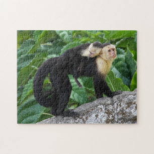 Erwachsener Capuchin-Affe-tragendes Baby auf Puzzle