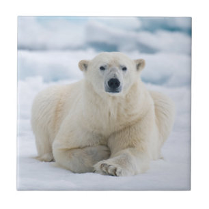 Erwachsener Eisbär auf dem sommerlichen Packeis Fliese