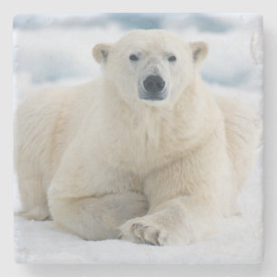 Erwachsener Eisbär auf dem sommerlichen Packeis Steinuntersetzer