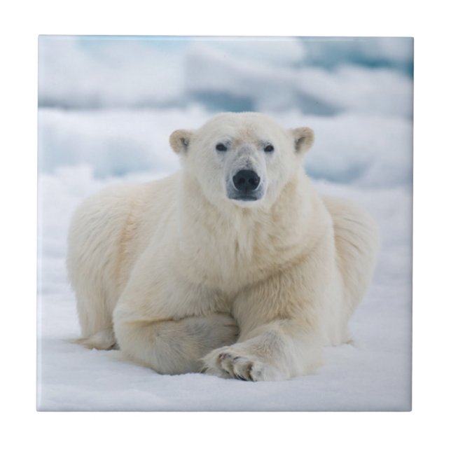 Erwachsener Eisbär auf dem Sommerpackeis Fliese (Vorderseite)