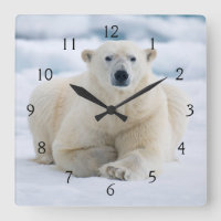 Erwachsener Eisbär auf dem Sommerpackeis