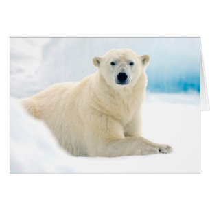 Erwachsener Eisbär, großes männliches Tier auf dem