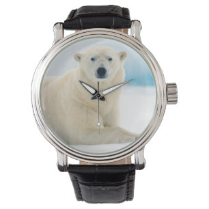 Erwachsener Eisbär großes männliches Tier auf dem  Armbanduhr