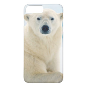 Erwachsener Eisbär großes männliches Tier auf dem  Case-Mate iPhone Hülle
