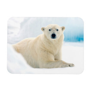 Erwachsener Eisbär großes männliches Tier auf dem  Magnet