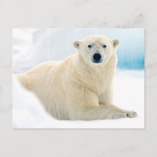 Erwachsener Eisbär, großes männliches Tier auf dem Postkarte