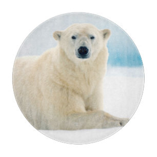 Erwachsener Eisbär, großes männliches Tier auf dem Schneidebrett