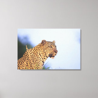 Erwachsener Leopard (Panthera pardus), ruhend Leinwanddruck