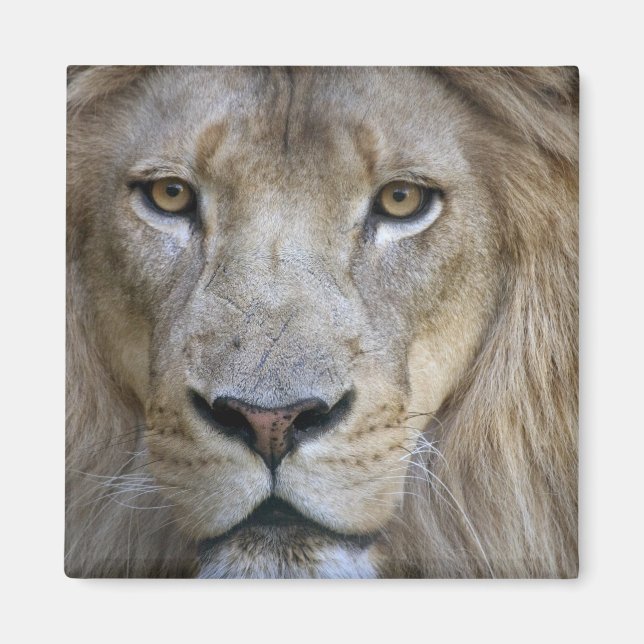 Erwachsener Löwe im Sacramento Zoo, CA Magnet (Vorne)