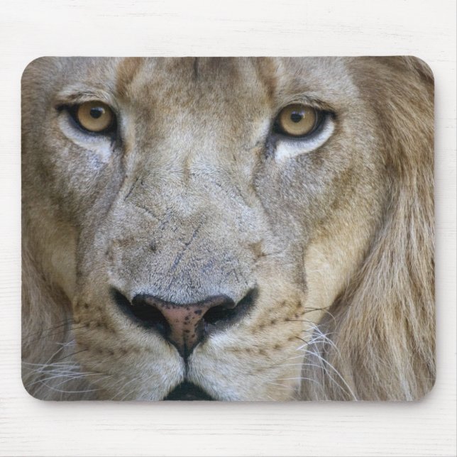Erwachsener Löwe im Sacramento Zoo, CA Mousepad (Vorne)