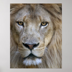 Erwachsener Löwe im Sacramento Zoo, CA Poster