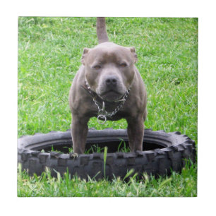 Erwachsener Male Staffordshire Terrier ready to pl Fliese