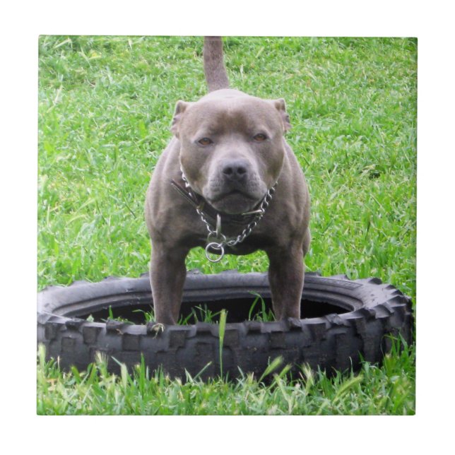 Erwachsener Male Staffordshire Terrier ready to pl Fliese (Vorderseite)