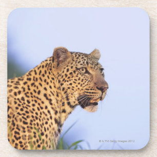 Erwachsener Mannesleopard (Panthera pardus) Getränkeuntersetzer