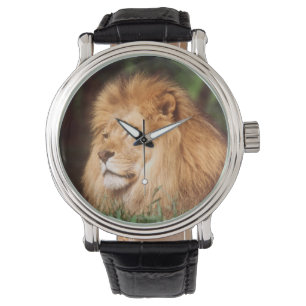 Erwachsener männlicher Löwe Armbanduhr